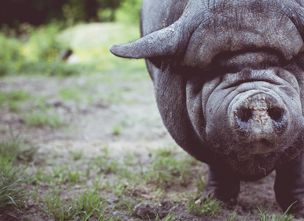 img_04-watts-backflow-pig